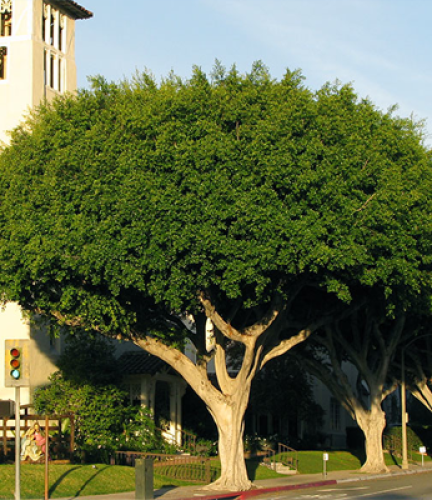 Indian Laurel Fig  Drought Tolerant Trees  San Diego