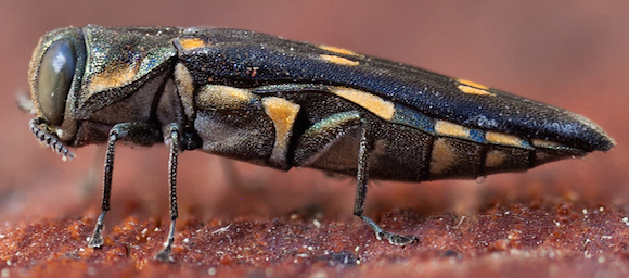 Goldspotted Oak Borer Adult2