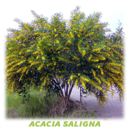 Acacia Saligna