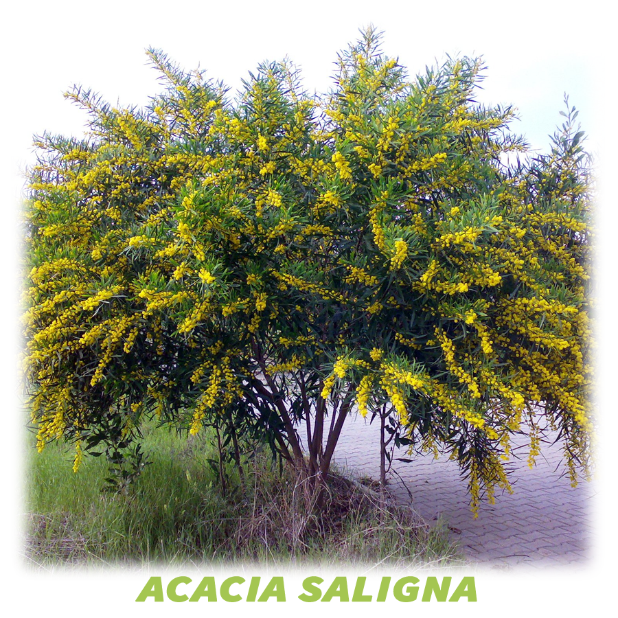 Acacia Saligna