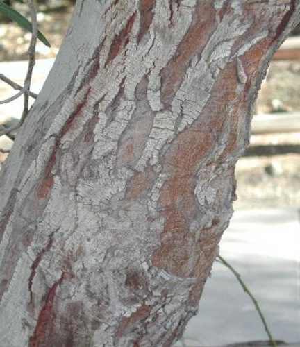 Acacia Saligna5