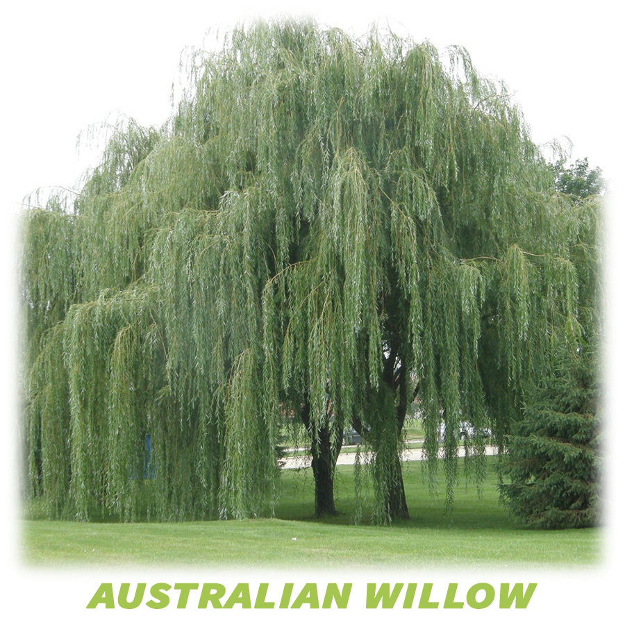 Australian Willow