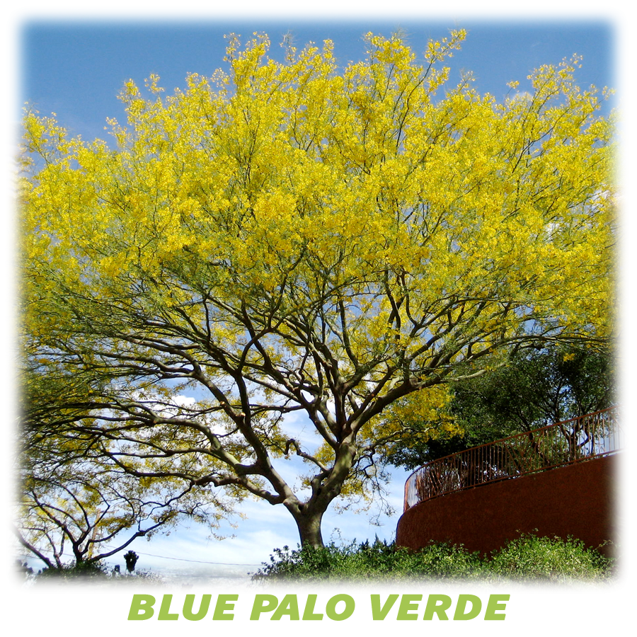 Blue Palo Verde