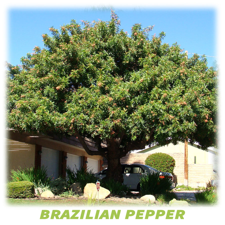 Brazilian Pepper