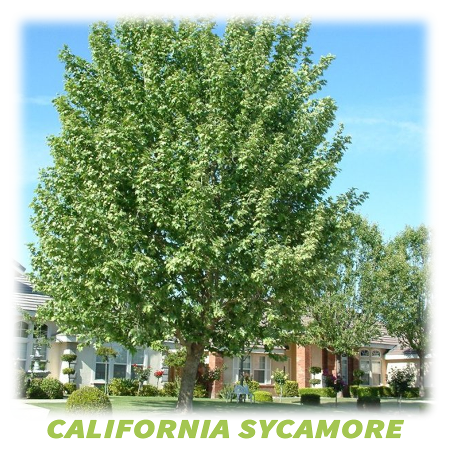 California Sycamore