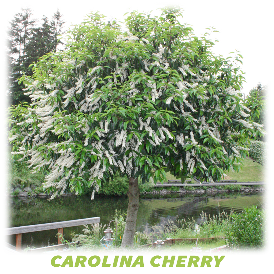 Carolina Cherry