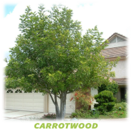 Carrotwood
