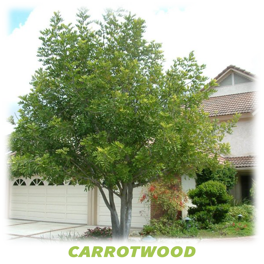 Carrotwood