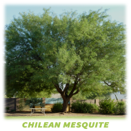 Chilean Mesquite