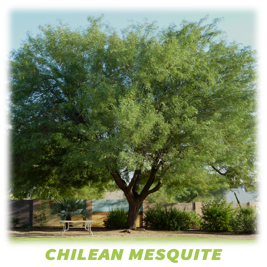 Chilean Mesquite