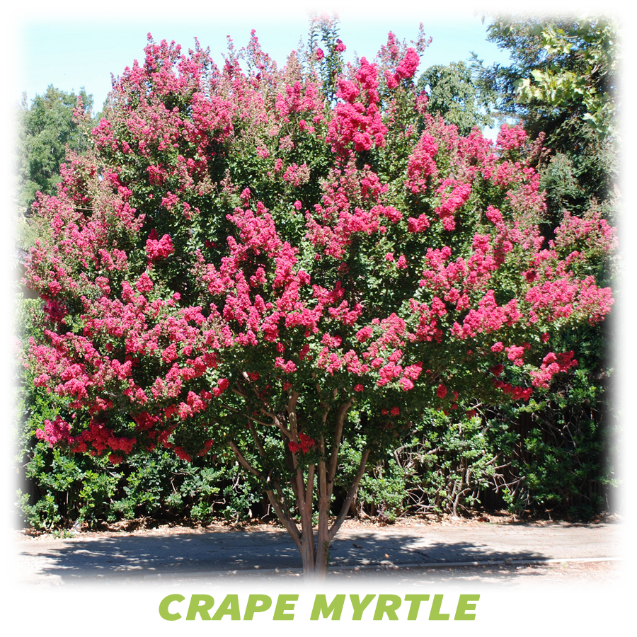 Crape Myrtle
