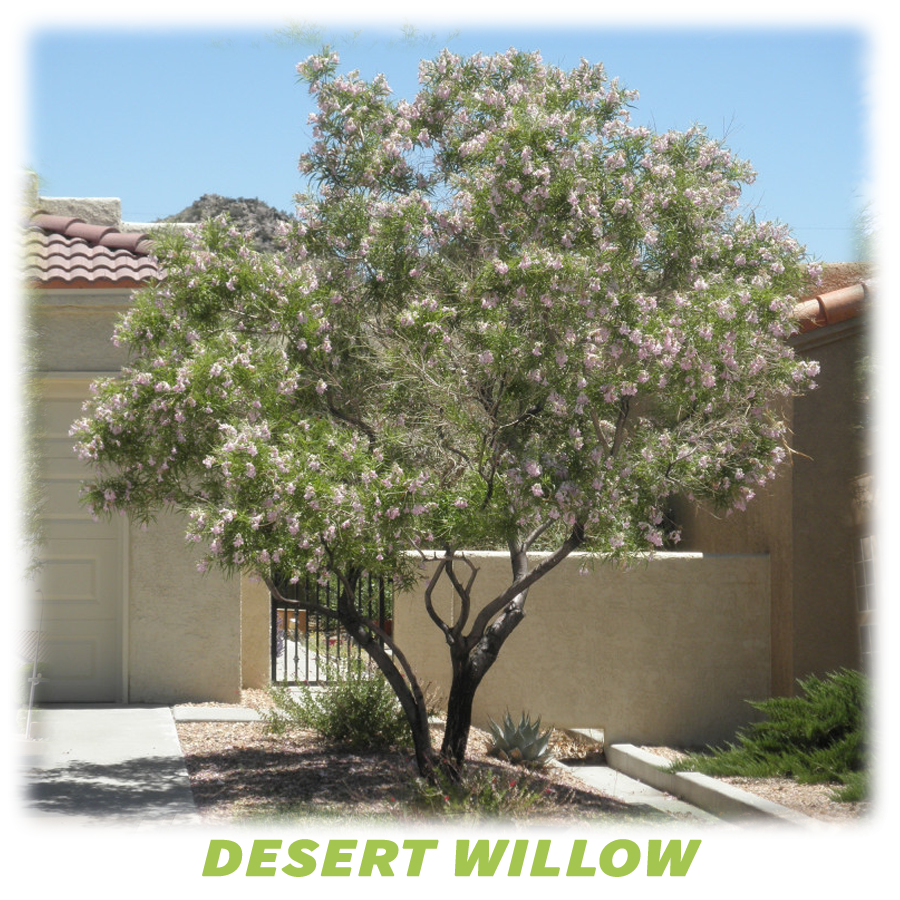 Desert Willow