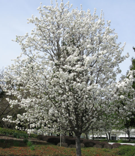 Flowering-Ornamental-Pear9