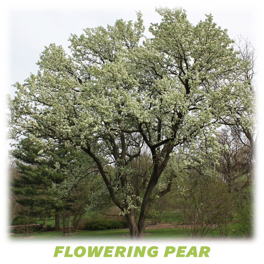 Flowering Pear