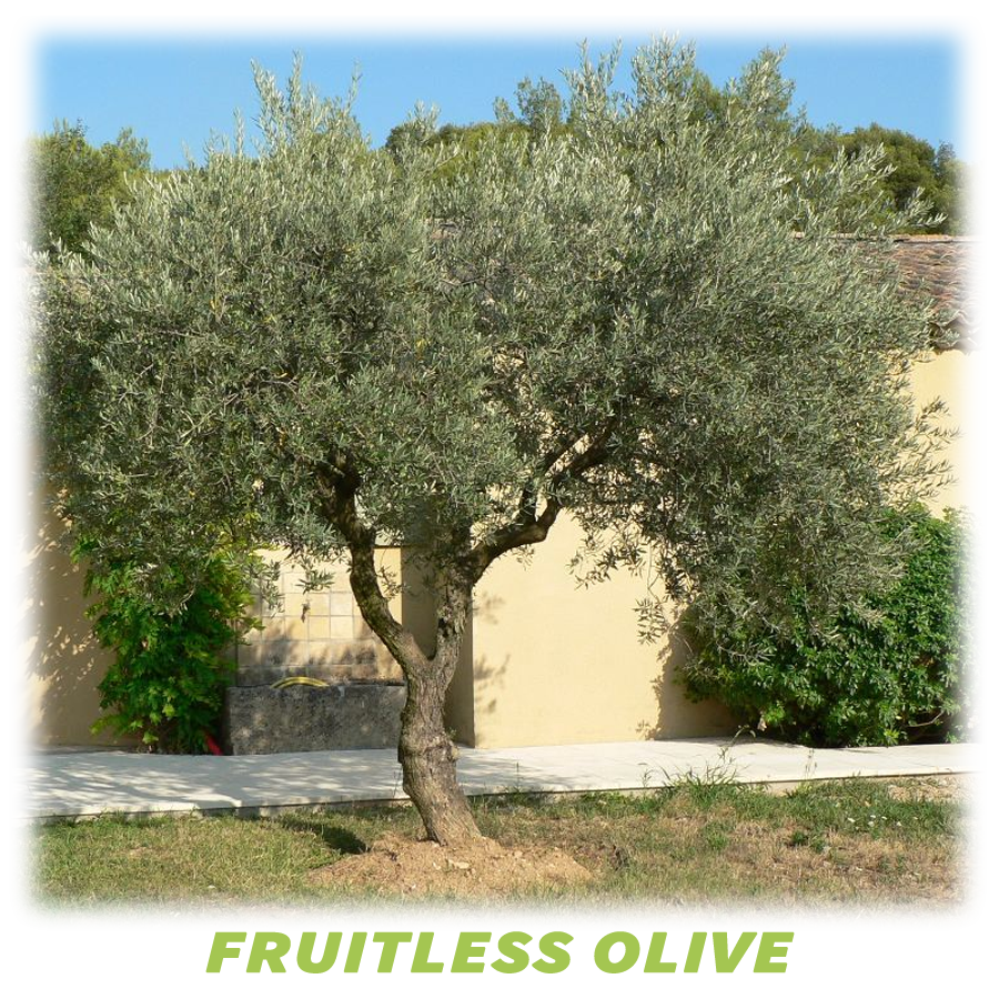 Fruitless Olive