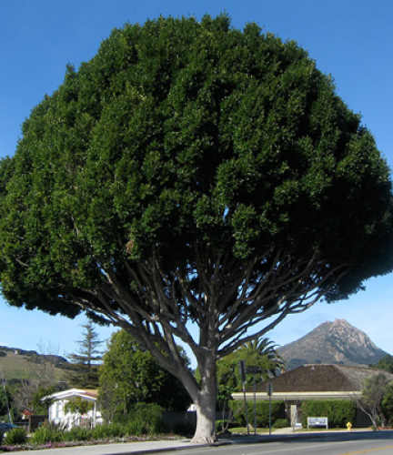 Indian Drought Tolerant Trees San Diego