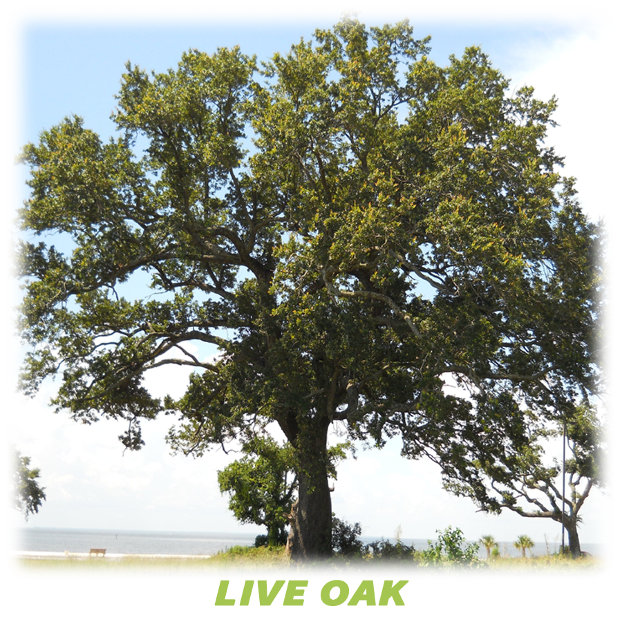 Live Oak