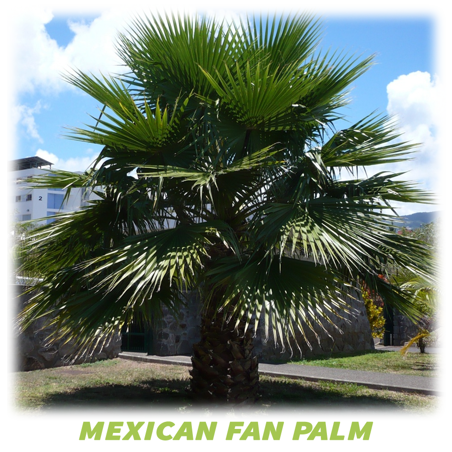 Mexican Fan Palm