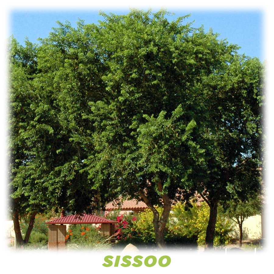 Sissoo