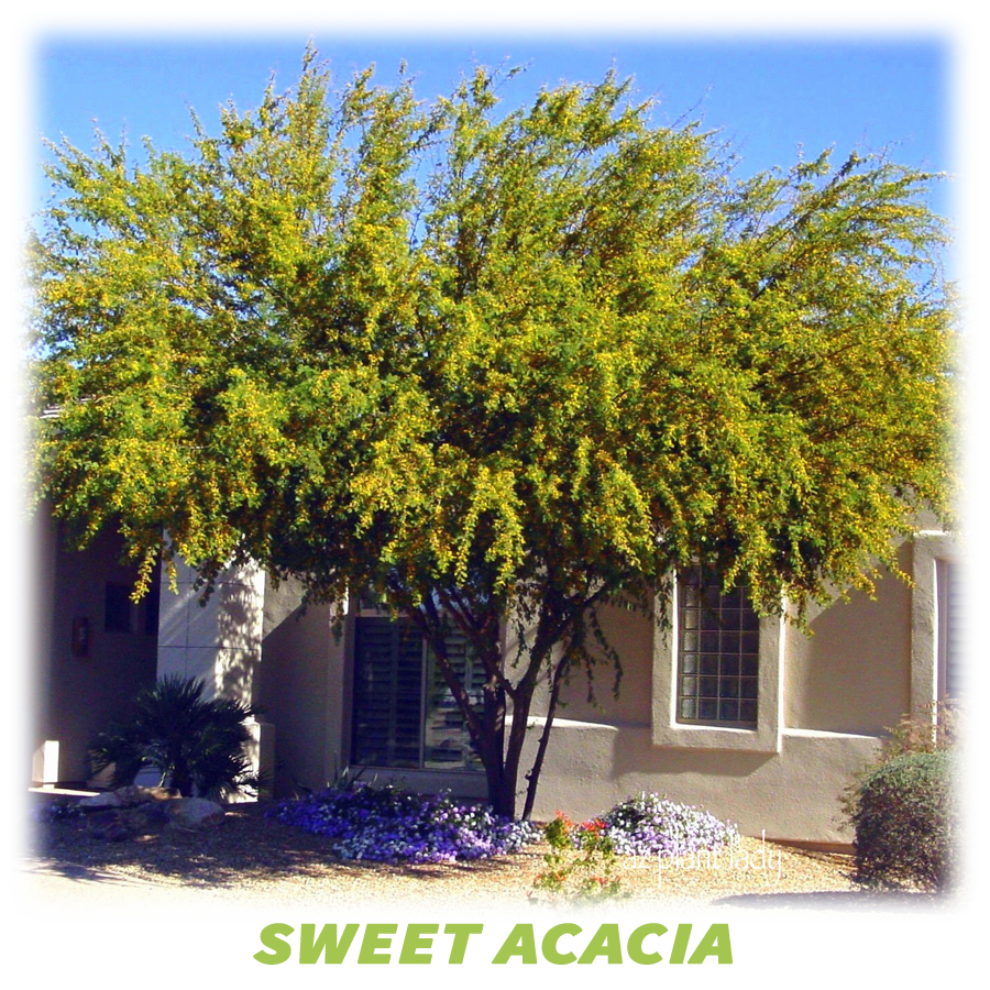Sweet Acacia