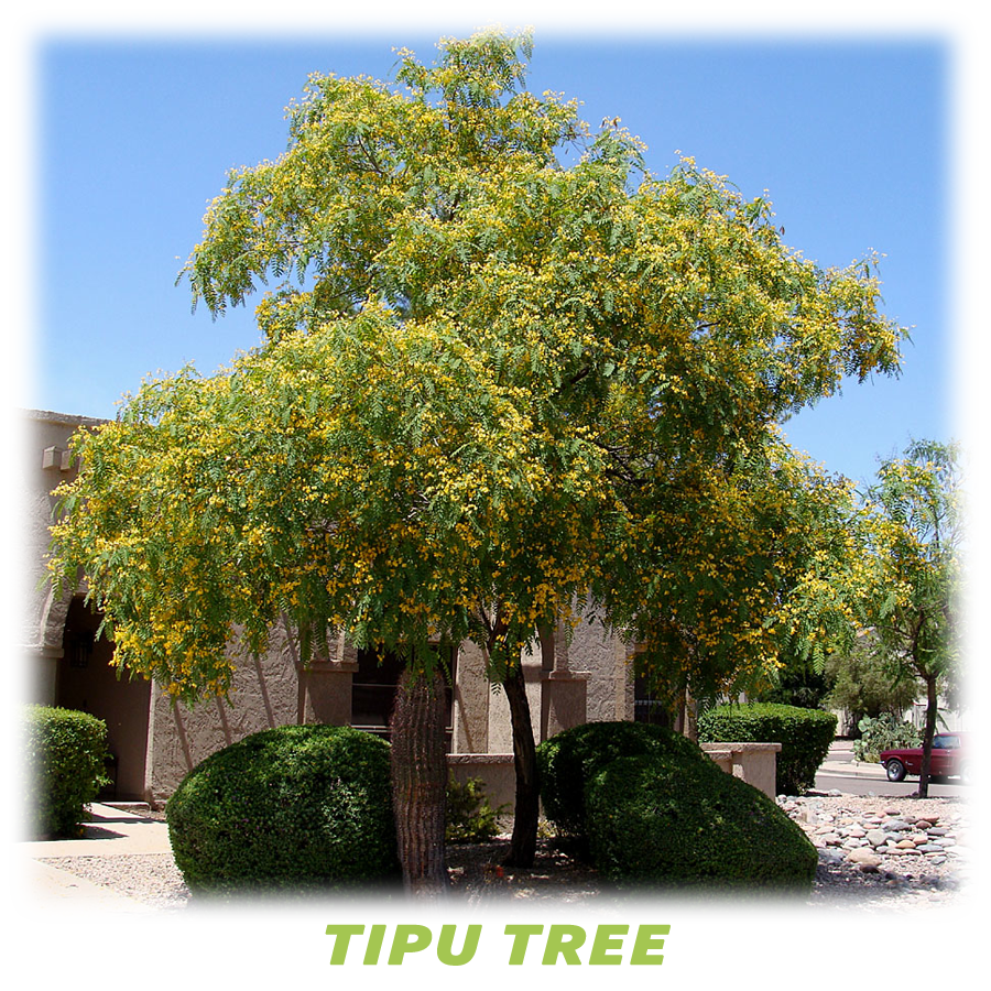 Tipu Tree