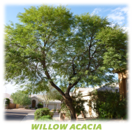 Willow Acacia