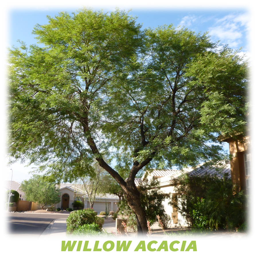 Willow Acacia