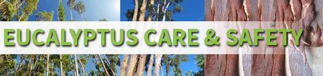 Eucalyptus-Care