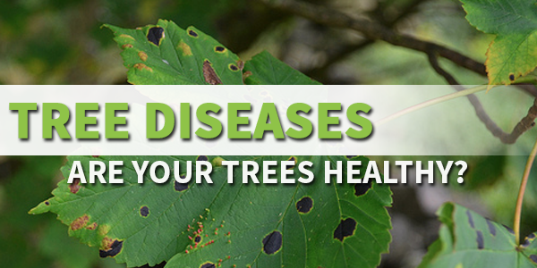 Common Tree Diseases 