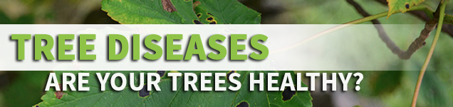 Tree-Diseases-Header
