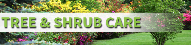 Tree-and-Shrub-Care