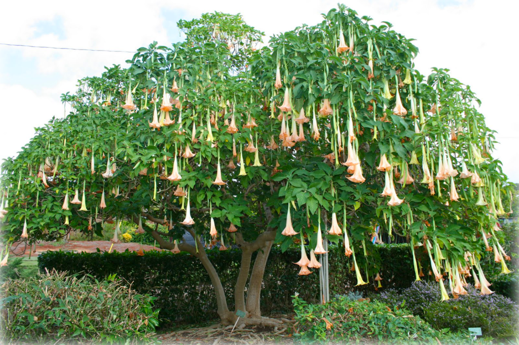 Angel Trumpet Tree