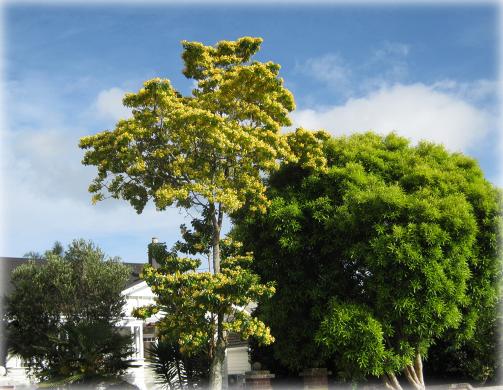 Tree Choices for North County San Diego - Tree Barber Inc