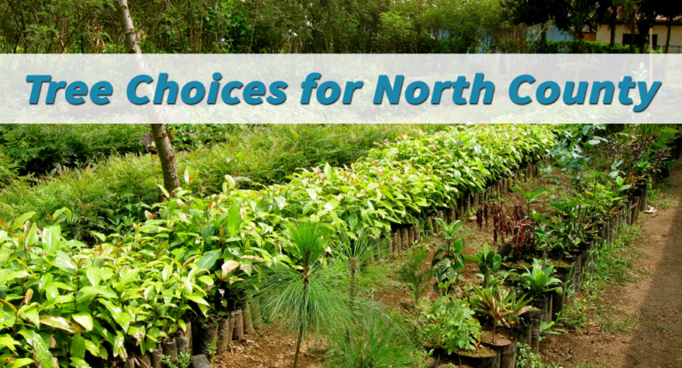 Tree Choices for North County San Diego