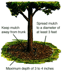 importance-of-mulching