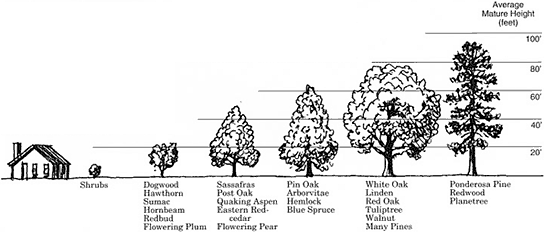 Height ranges of tree species