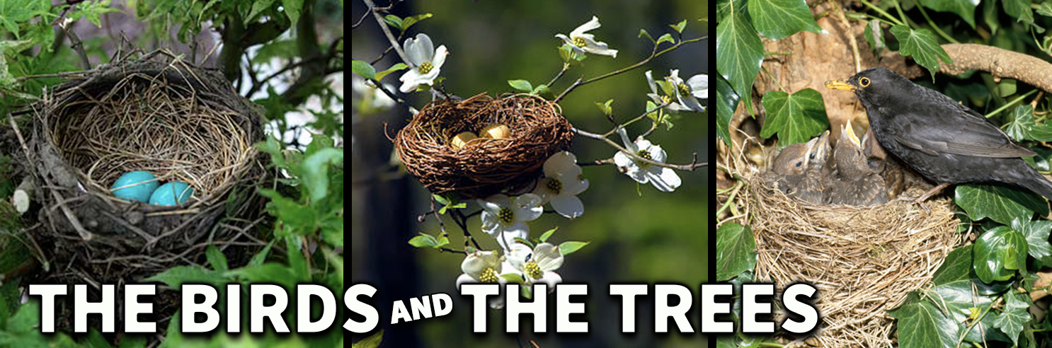 Tree Care & Nesting Birds - Tree Barber Inc