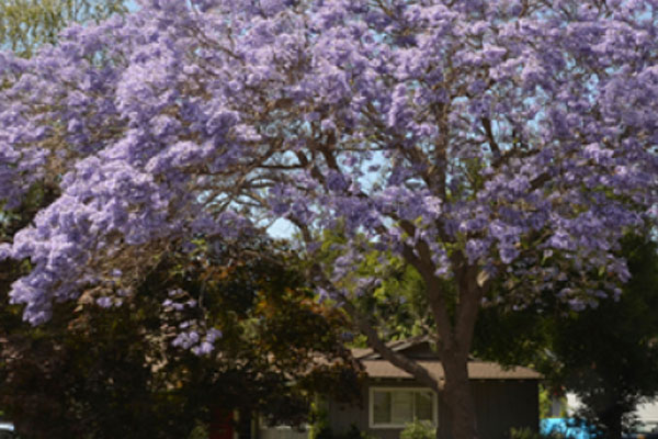 drought-tolerant trees and landscaping