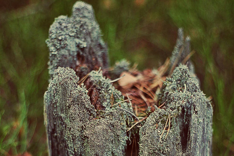 Tree Care