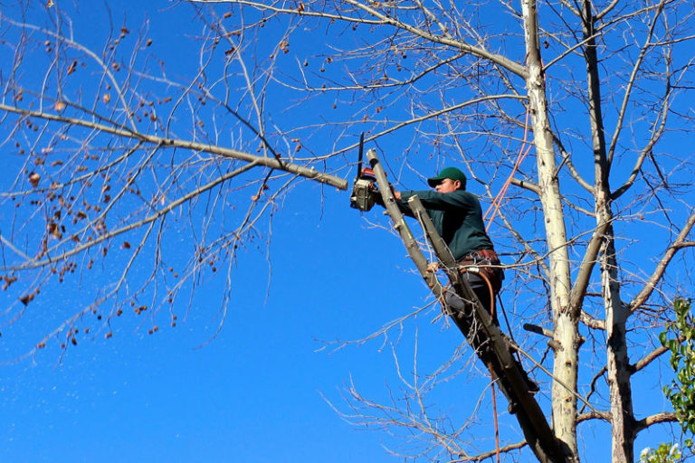 tree services escondido