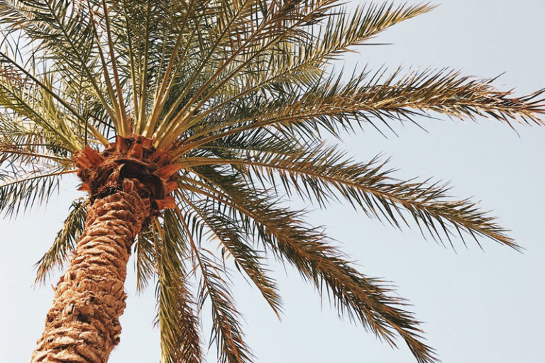 palm tree trimming