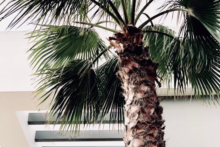 palm tree
