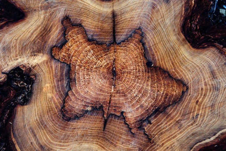 Tree removal san diego