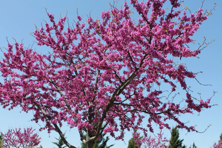 western redbud, trees San Diego