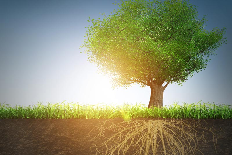 san diego tree care