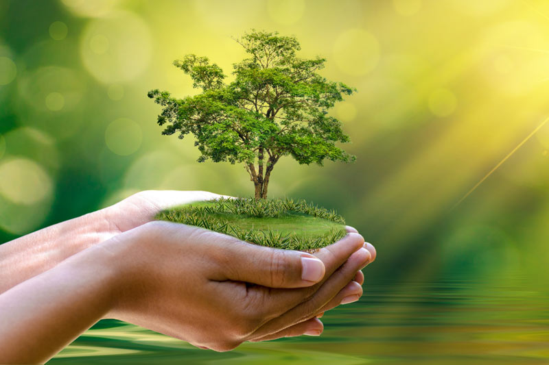 planting san Diego trees, trees san Diego