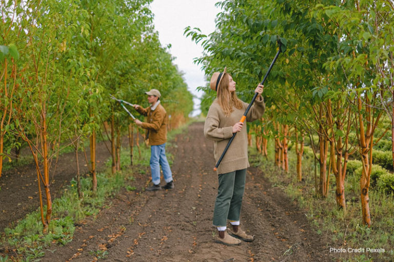 drought tolerant trees, fertilization