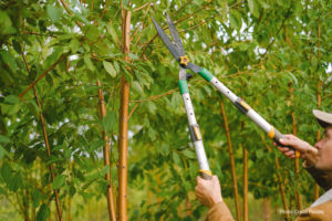 Safety Pruning