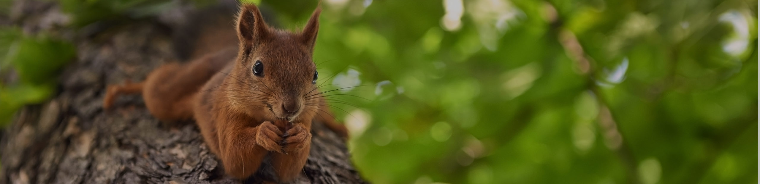 tree pest control 