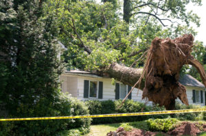 Certified Arborist Consulting Tree Damage